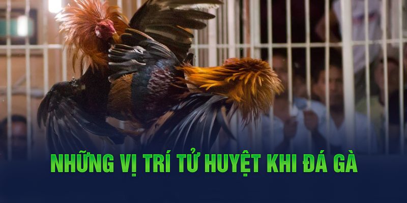 Những vị trí tử huyệt khi đá gà