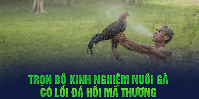 Trọn bộ kinh nghiệm nuôi gà có lối đá hồi mã thương