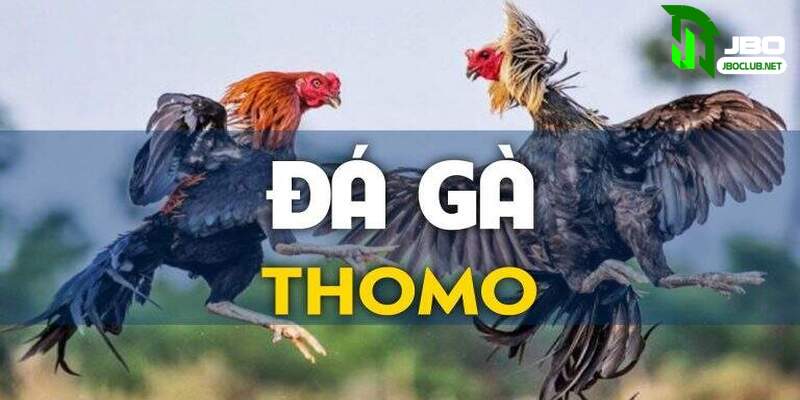 Khái niệm chính xác của đá gà Thomo