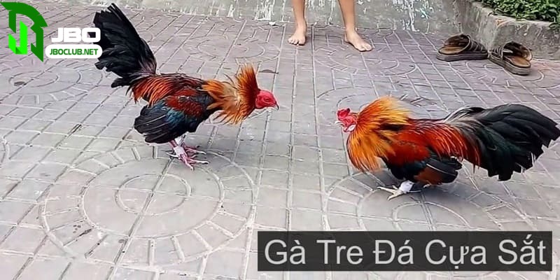 Hình thức gà tre cựa sắt rất phổ biến